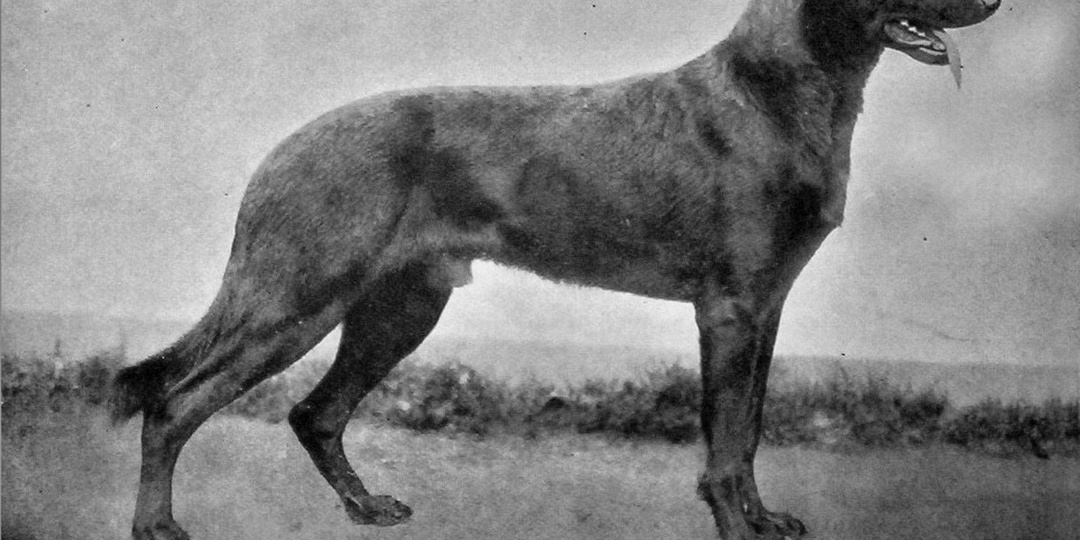 Немецкая овчарка в 1925году