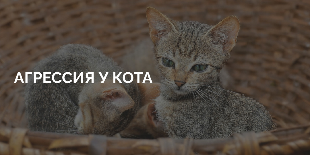 Гладил кота, а он впился в руку до крови! За что мстят ласковые питомцы?