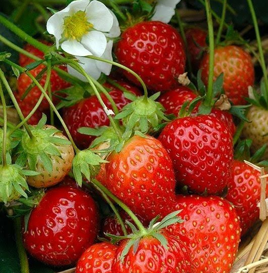 Клубничный конвейер: 10 лучших сортов для средней полосы, которые не боятся зимы