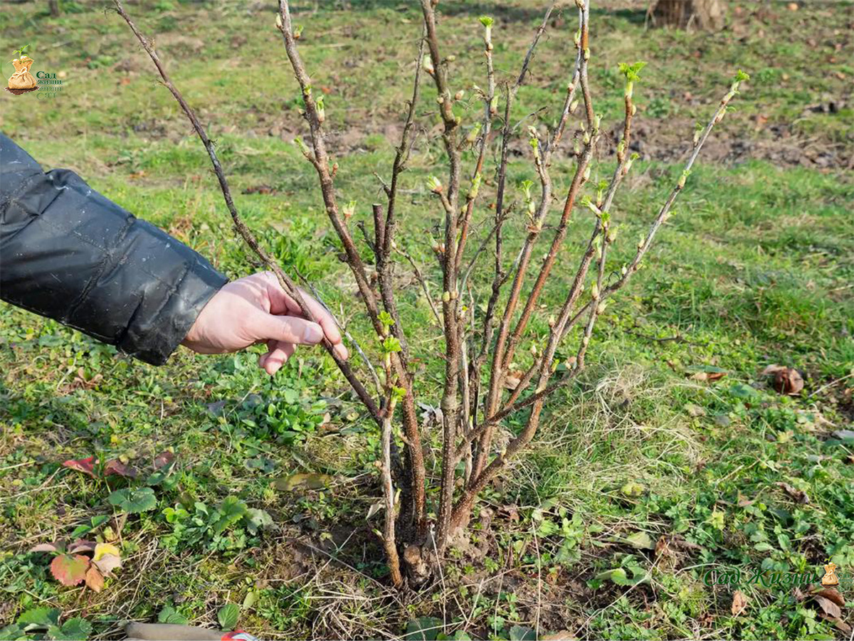 Весной куст только просыпается — и именно сейчас его начинают “усиленно кормить”