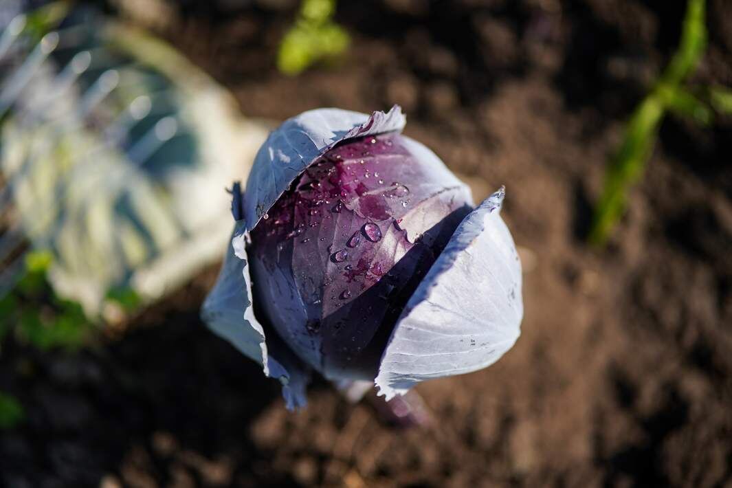 Фото: ИЗВЕСТИЯ/Сергей Лантюхов