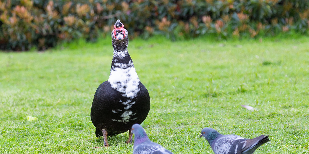 Орнитологический парк в Сириусе - мое большое разочарование