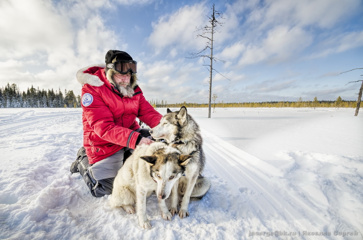 Путешественник Федор Конюхов с ездовыми собаками в Приморском округе Архангельской области