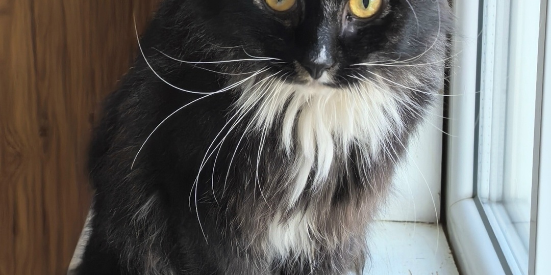 Маркиз ищет семью!