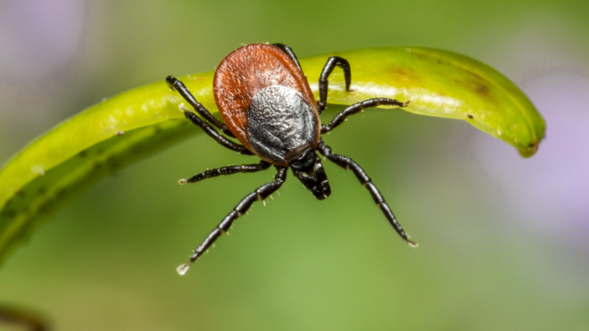 Фото: https://ru.freepik.com/free-photo/brown-spider-green-leaf-close-up_9867702.htm#
