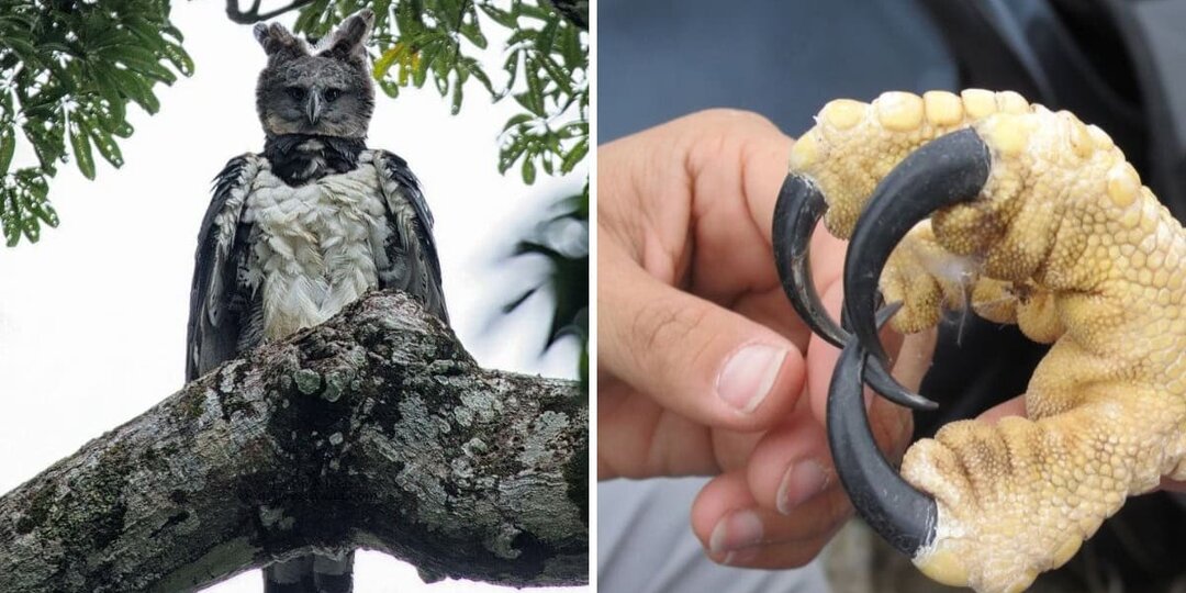 Птица или человек в костюме птицы? 15 фото южноамериканских гарпий, которые выглядят нереально огромными