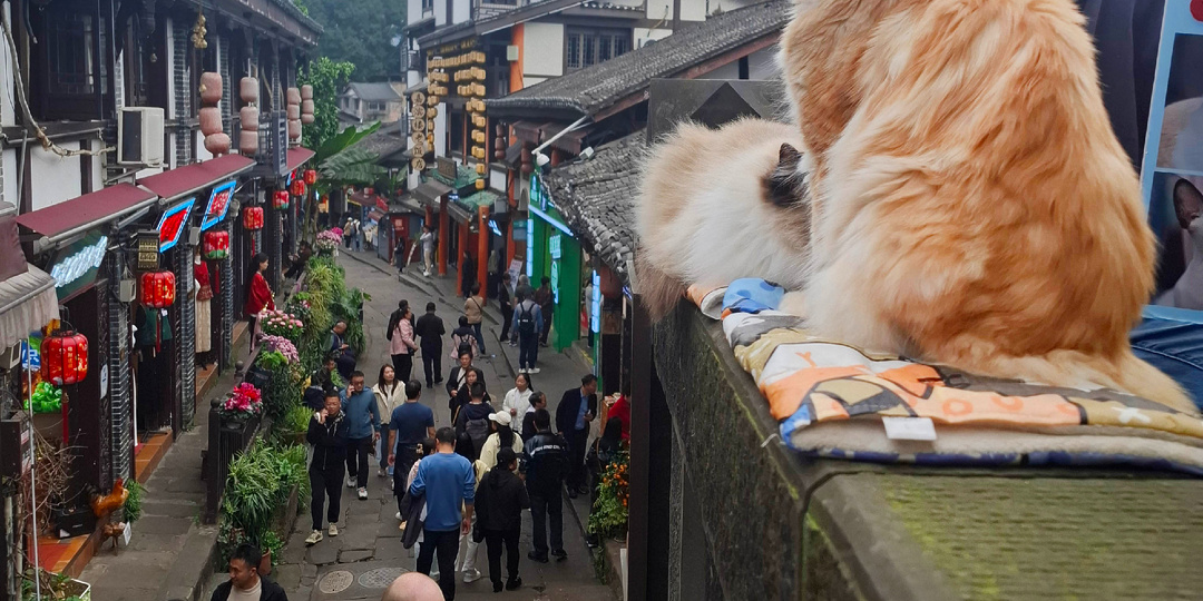 10 фактов, которые очень удивили нас в Китае. И коты тут как тут!