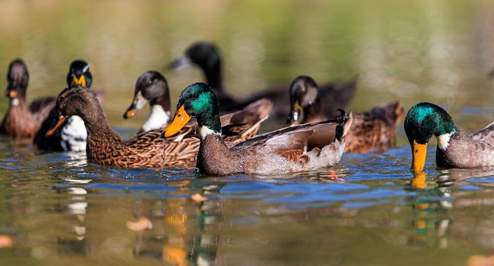    медиасток.рф