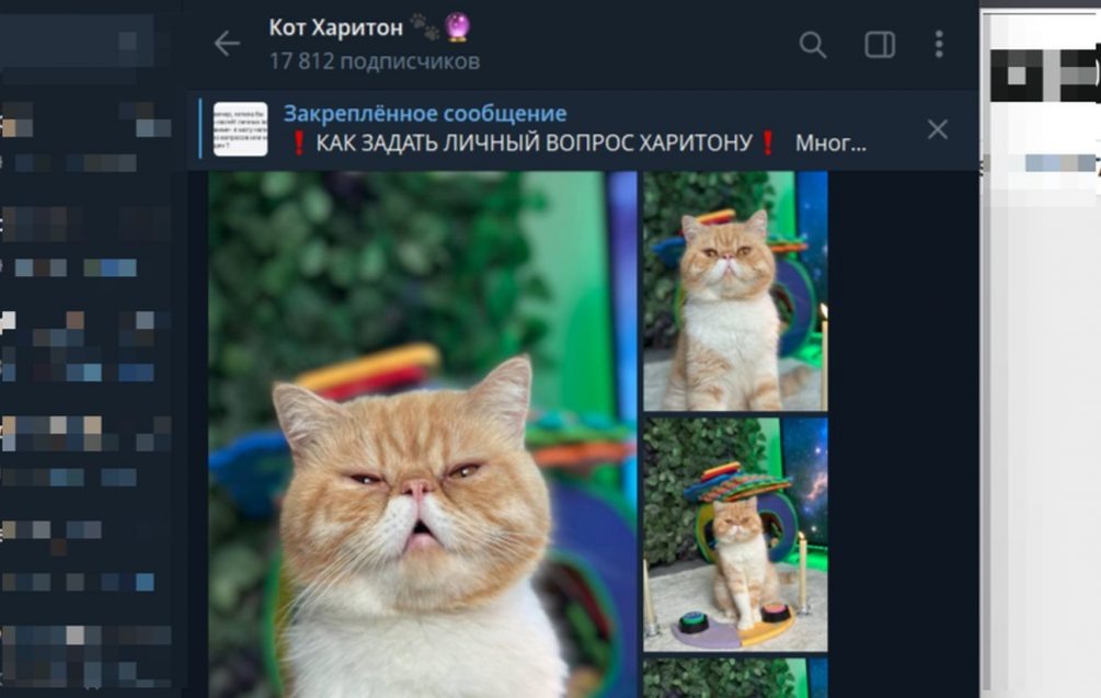   Одна из соцсетей кота Харитона. Иллюстрация: соцсети, скриншот.