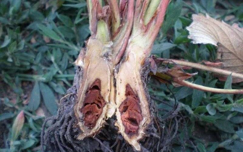 Опасное заболевание земляники и малины