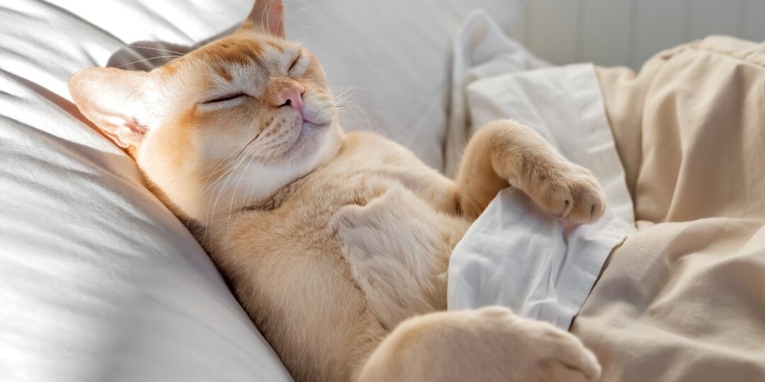 Почему кошка спит на вашем месте — дело не в наглости