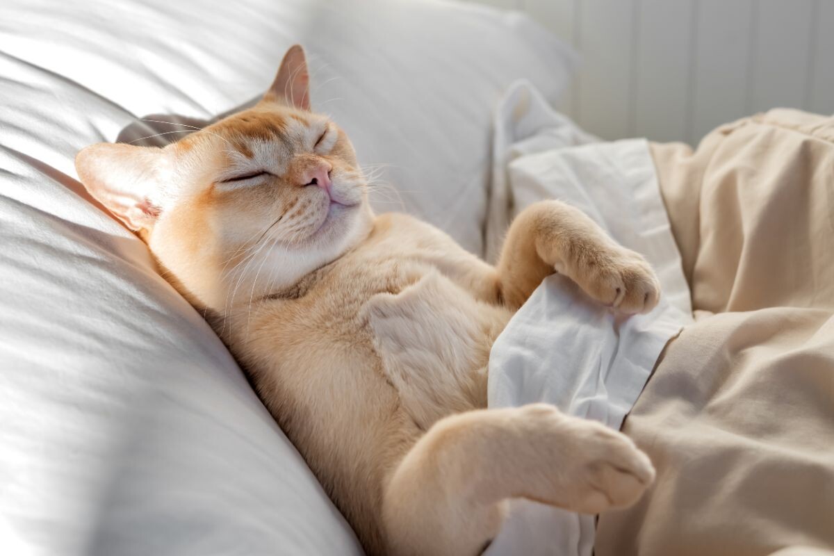 Кошка спит на месте хозяина 