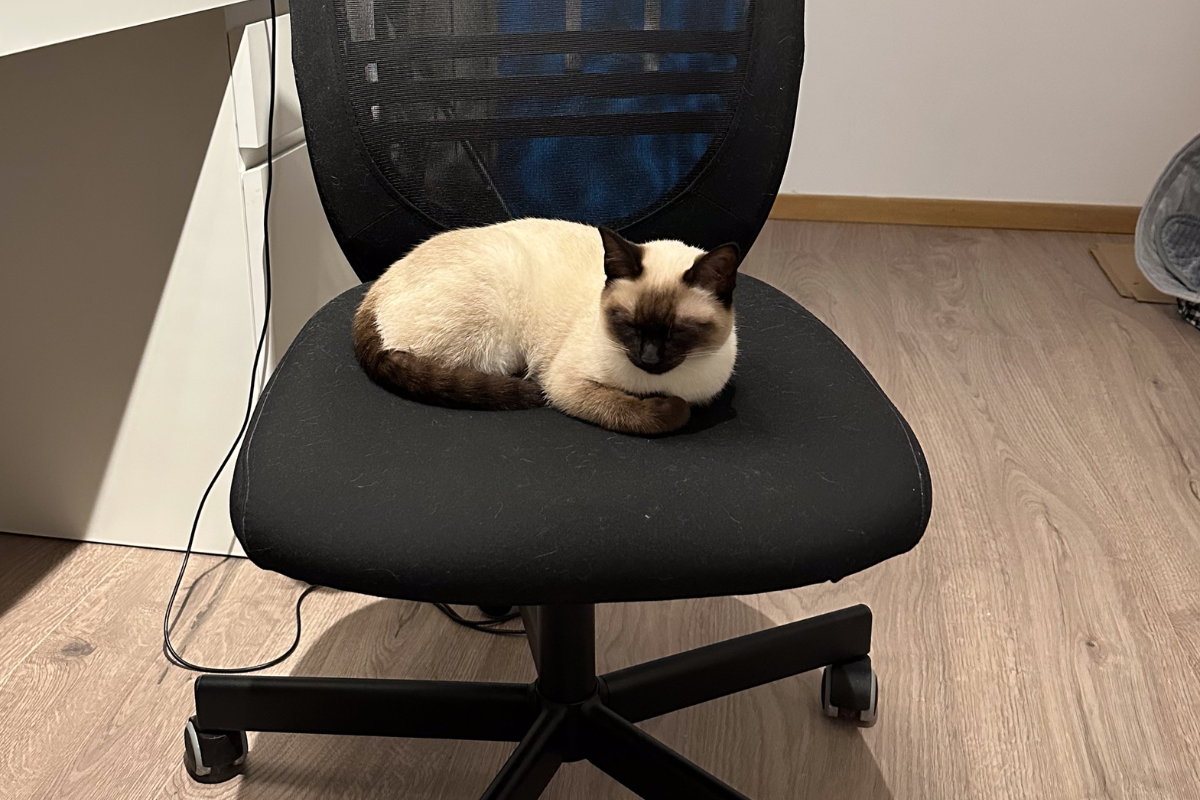 Кот на компьютерном кресле 