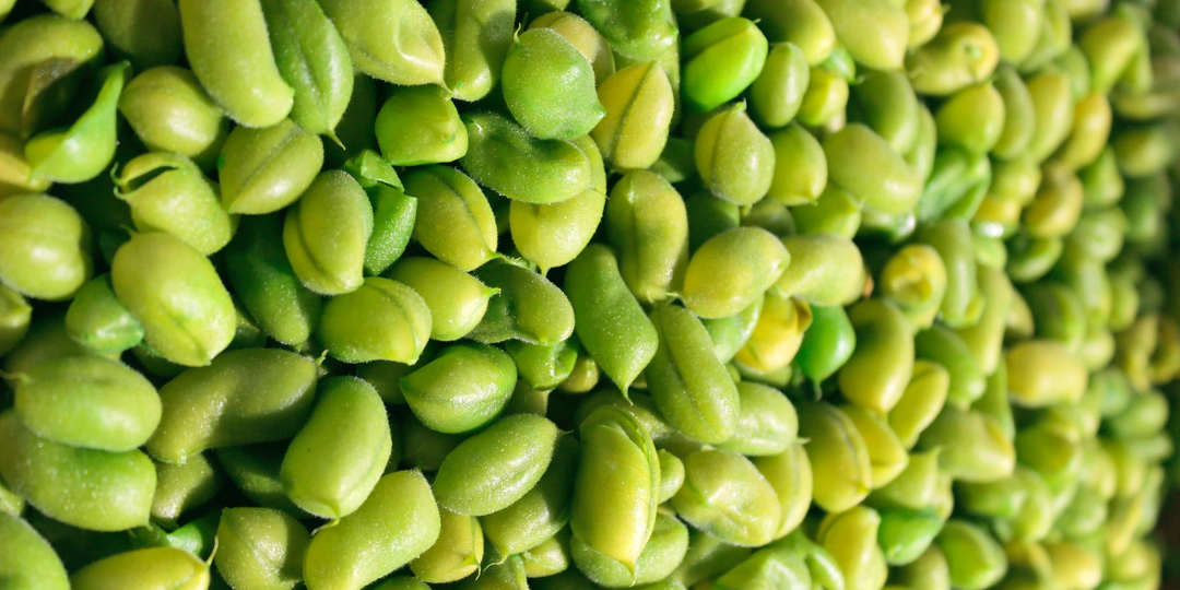 Высокопротеиновая соя: ключевые элементы технологии