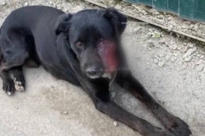 Ветеринары из Ростова-на-Дону спасают пса с гигантской опухолью вместо морды