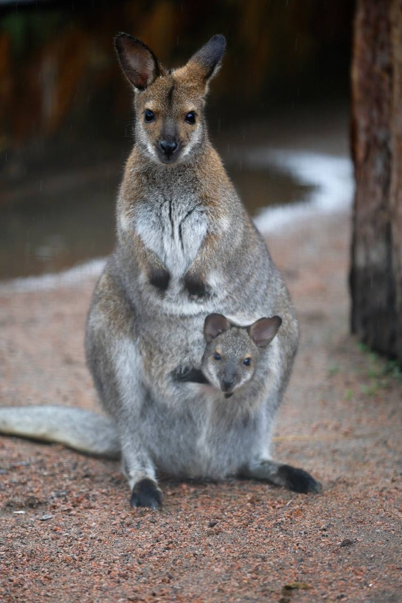 Фото: пресс-служба Комитета по культуре Санкт-Петербурга