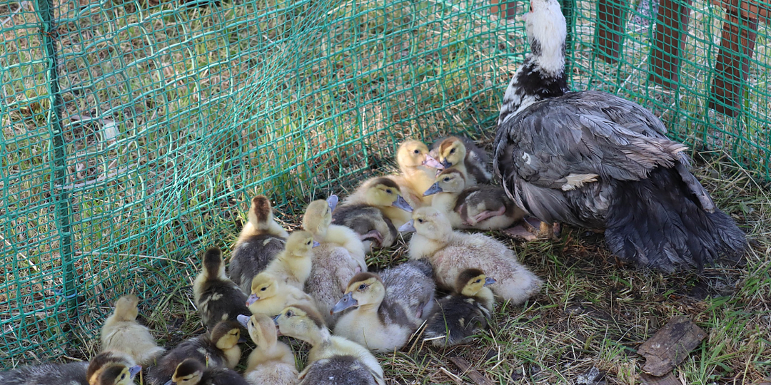 Встречаемся на курском подворье