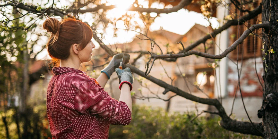 Хотите красивый сад? Сначала придётся всё вырубить