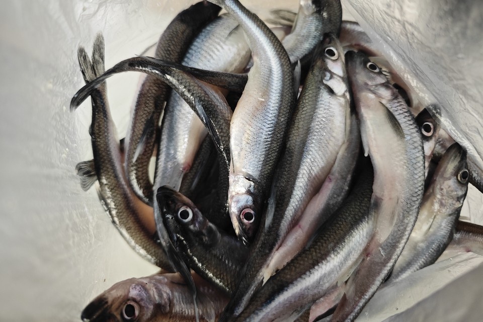    Сезон любимой весенней рыбки официально стартовал в Петербурге. Алексей БУЛАТОВ