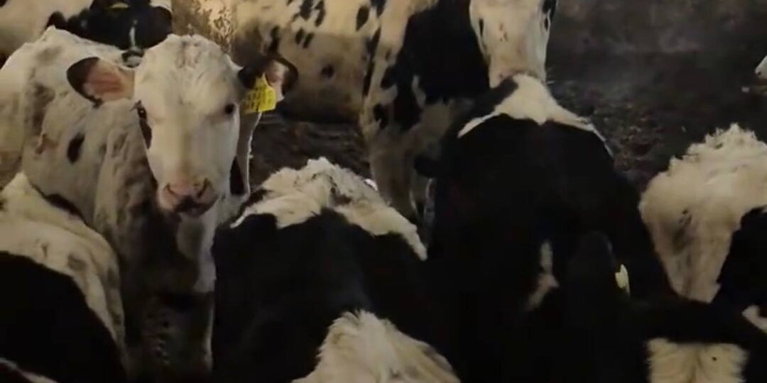 Бычки на откорме: какие ошибки приводят к отсутствию прибыли