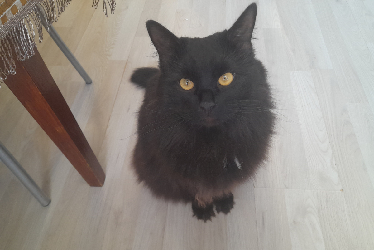 Взгляд, который пробивает любую защиту. Даже если режешь лук — он проверит. А вдруг мясо?