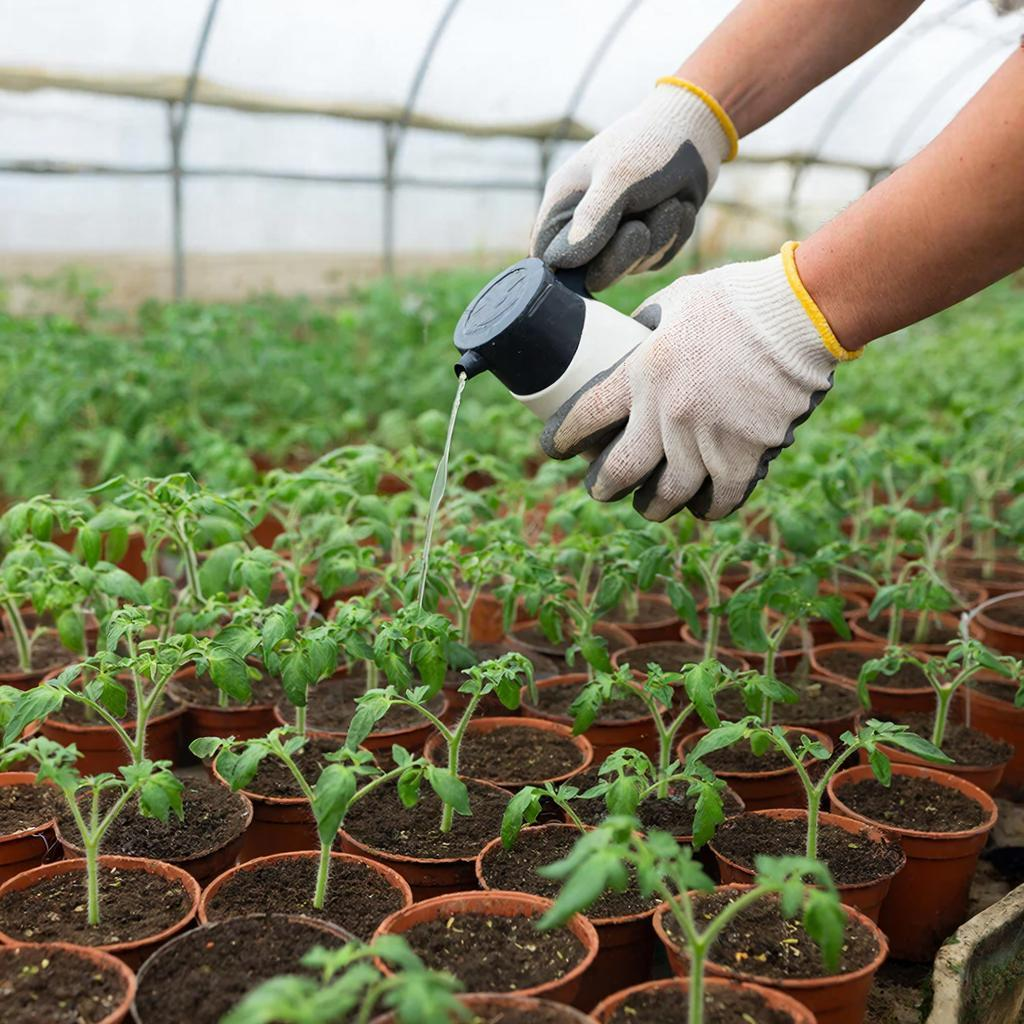 Подкормка рассады помидоров после всходов