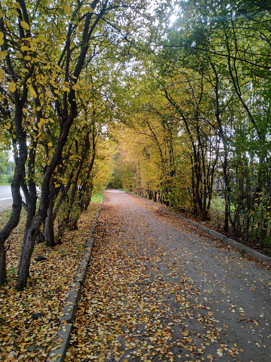 Осенняя аллея, Томск. Фото автора.