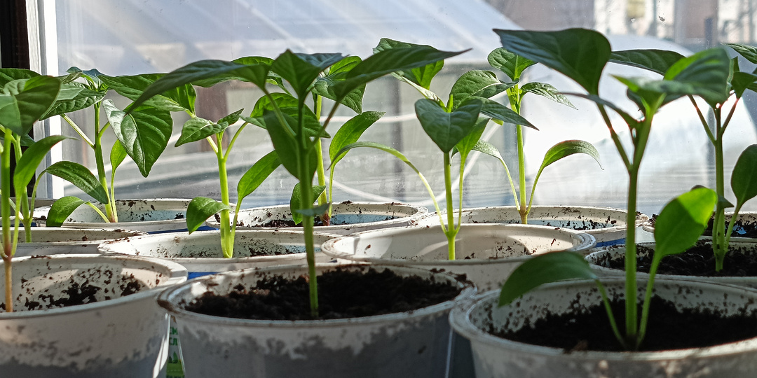 16.04.26 Сею огурцы, цветы и тд//Весенние обработки сада//Что готовлю