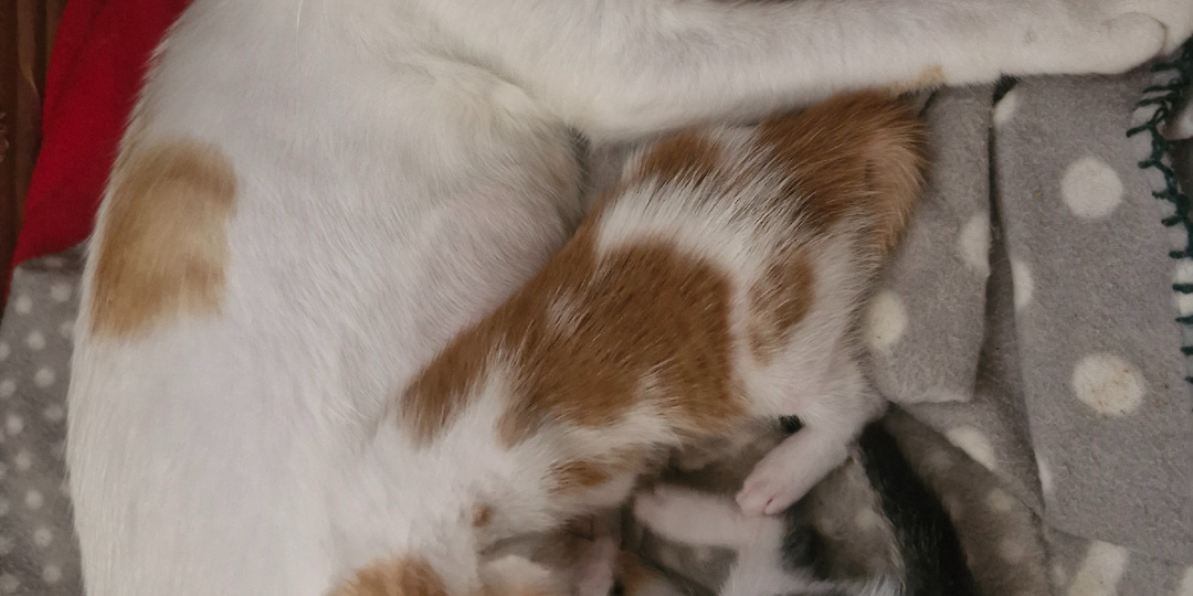 Продолжение кошачьей эпопеи