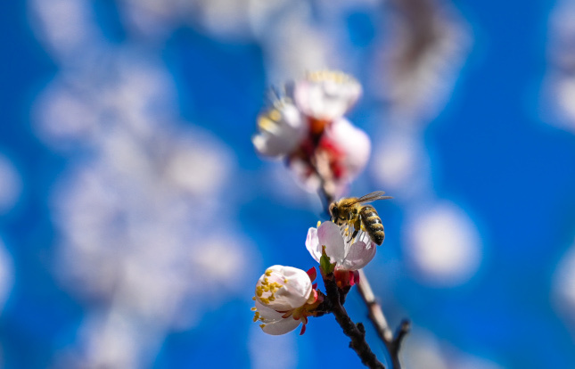 Как уберечь уральских пчел от южных болезней