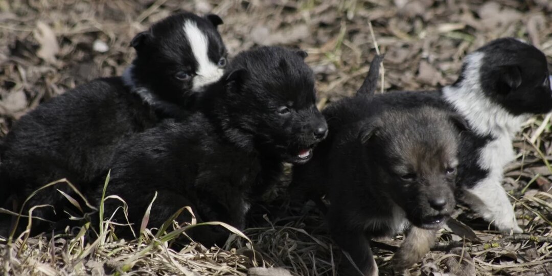 О живодерах, охотящихся за щенками, предупредили псковичей
