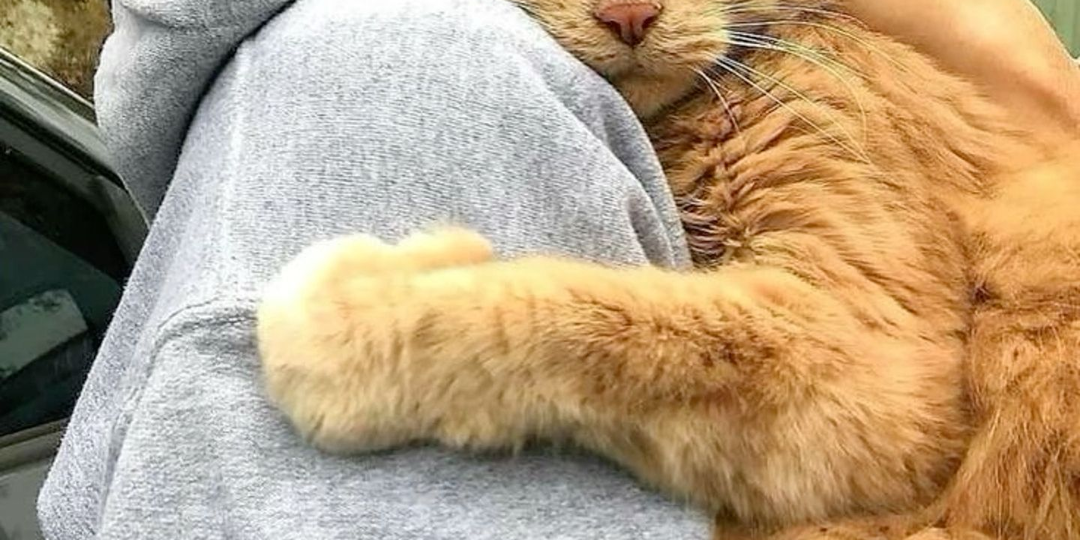 Как кошки выражают свою любовь