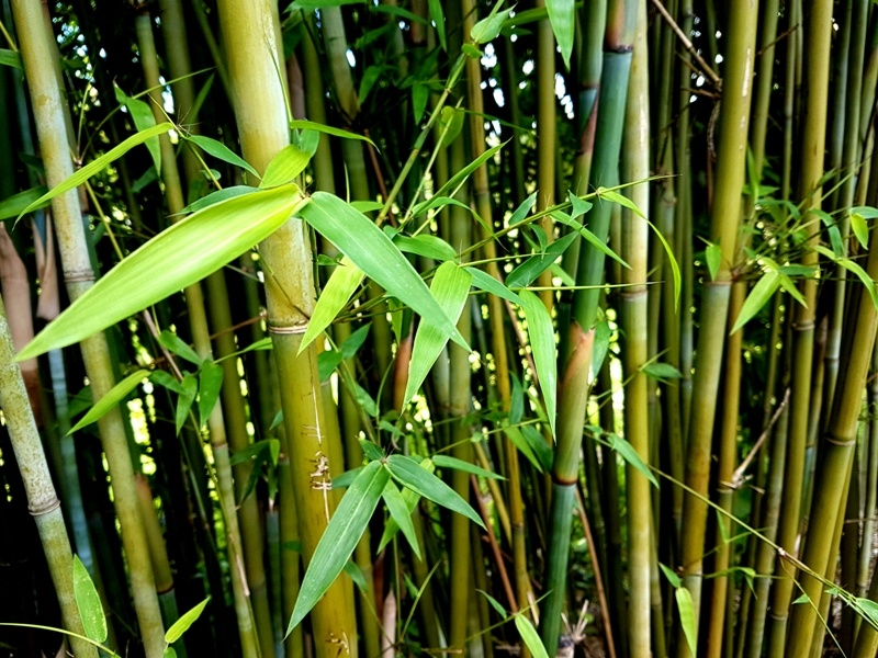                                                                         Bambusa textilis
