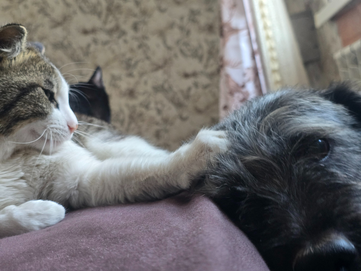 Филя и рад макушку подставлять