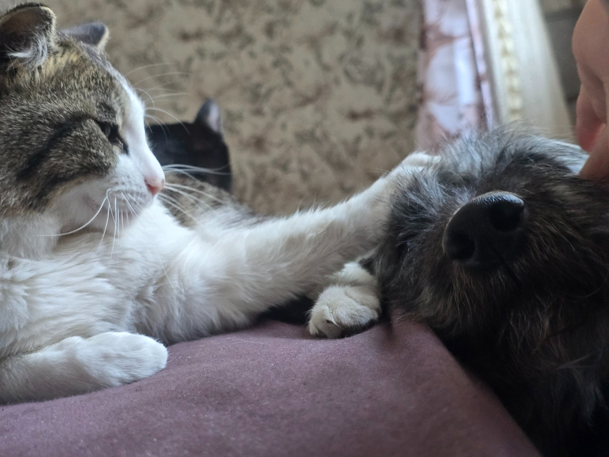 Если вы вдруг не видели, как кот гладит собаку - вот, пожалста:) Мою работу делает, пока я досыпаю утром)
