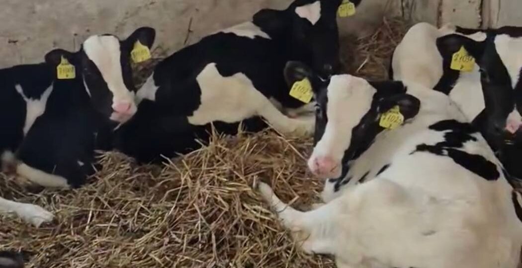 Перевод телят в группу до 2 месяцев: как ферма теряет будущую продуктивность