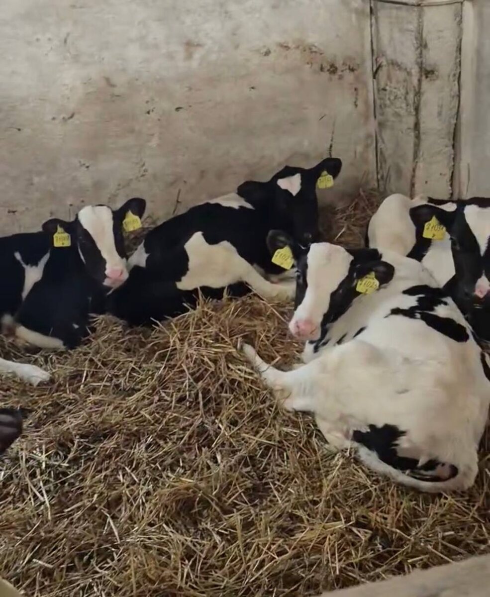 Содержание телят в группе