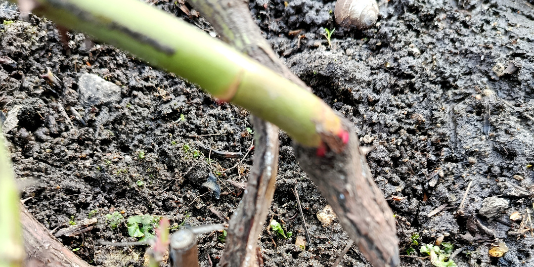 Можно ли спасти надломленные побеги у роз?