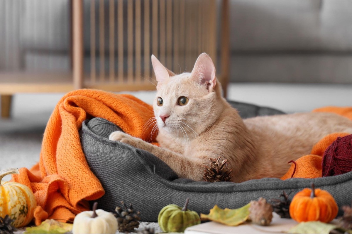    Лежанка должна подходить питомцу по размеру и соответствовать его вкусам