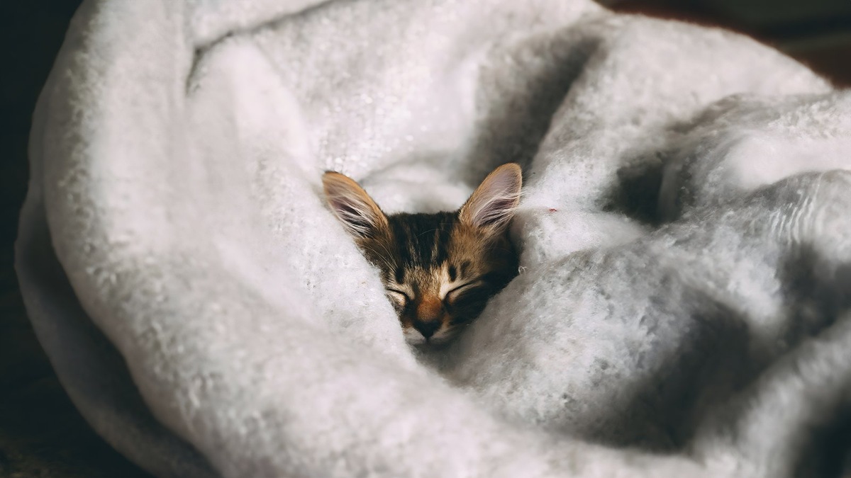    Котята обычно предпочитают мягкие и теплые лежанки