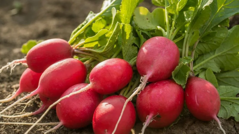 Посадка семян редиса: выбор скороспелых сортов для апреля