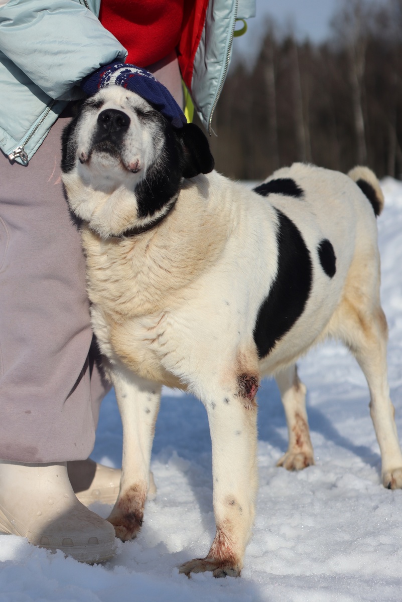 Барт в приюте