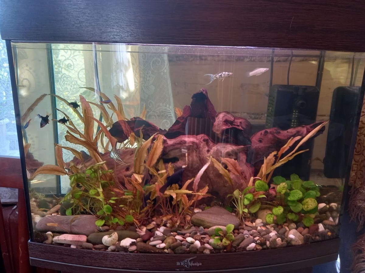 Легендарная "сухая" криптокорина.😁