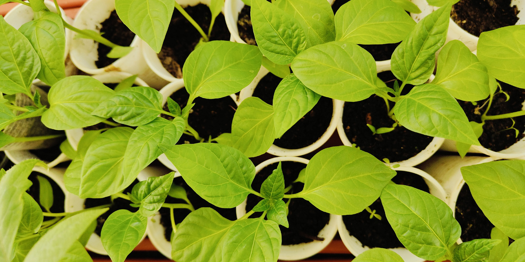 Растём и цветём😊