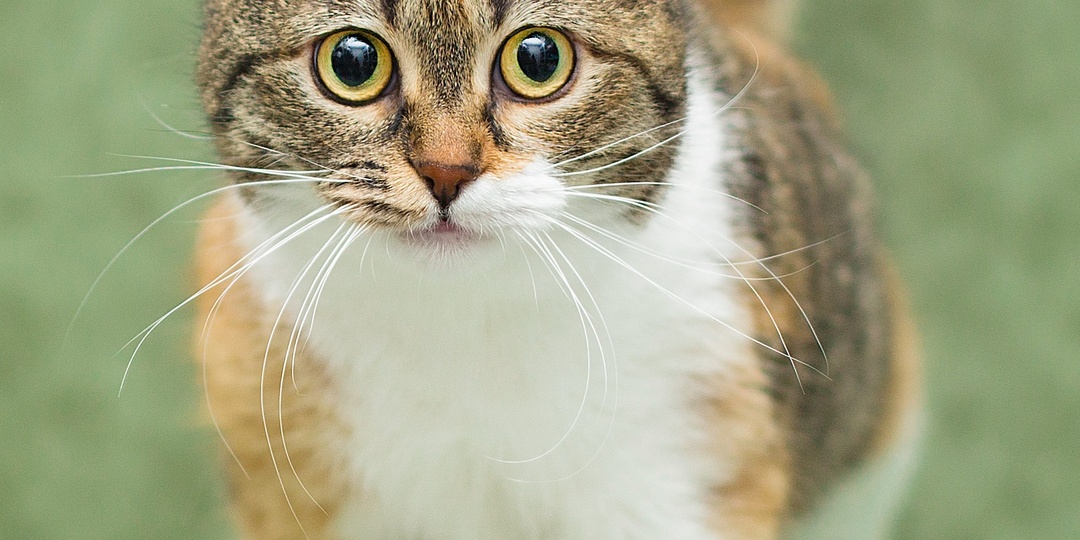 Шотландская прямоухая кошечка ищет дом! Москва, МО