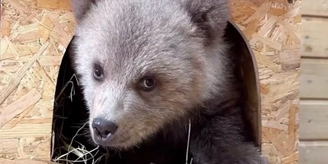 «Размером с тапочек». Медвежонка, которого бросили люди, спасли волонтёры