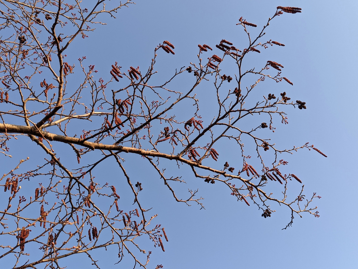 Цветущая ольха. 