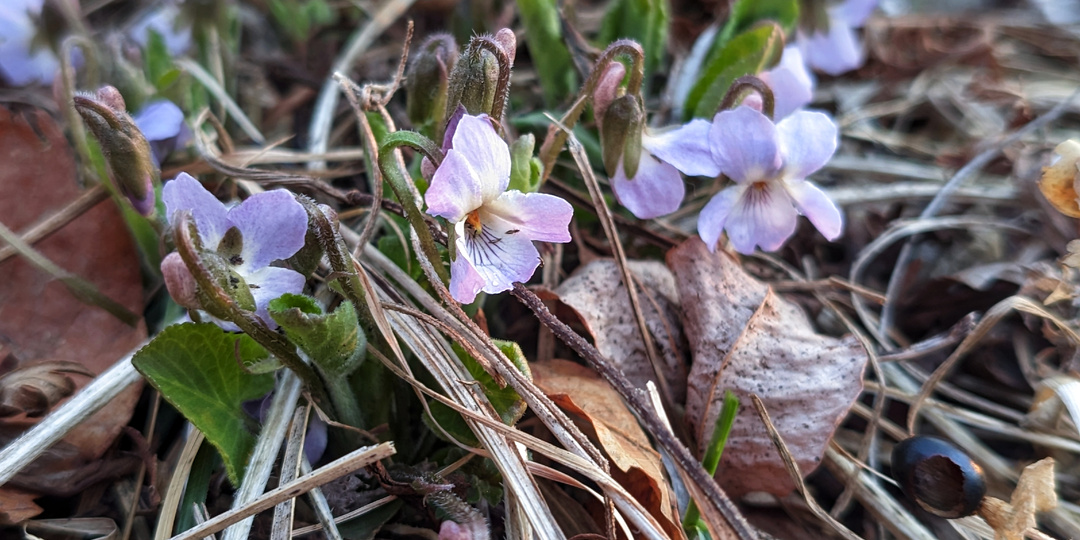 Первые фиалки в середине весны