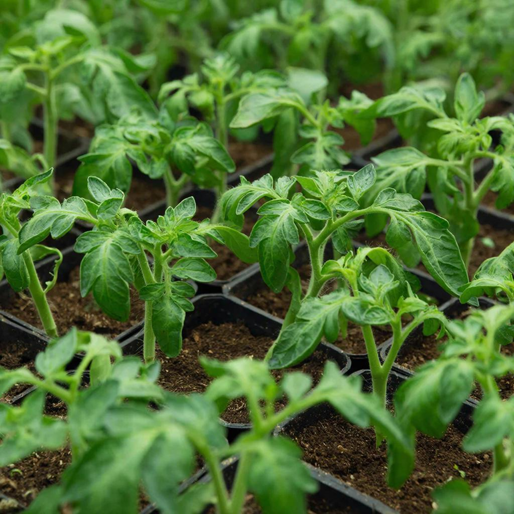 рассада помидор