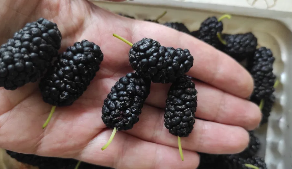 5 дешевых продуктов против рака, для восстановления клеток ДНК и защиты, но мало кто о них знает